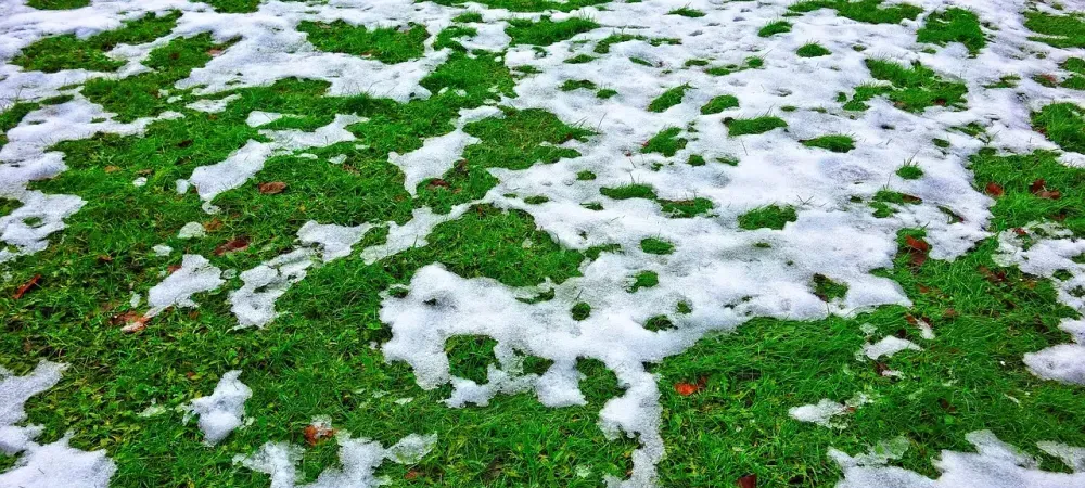 snow melting off grass
